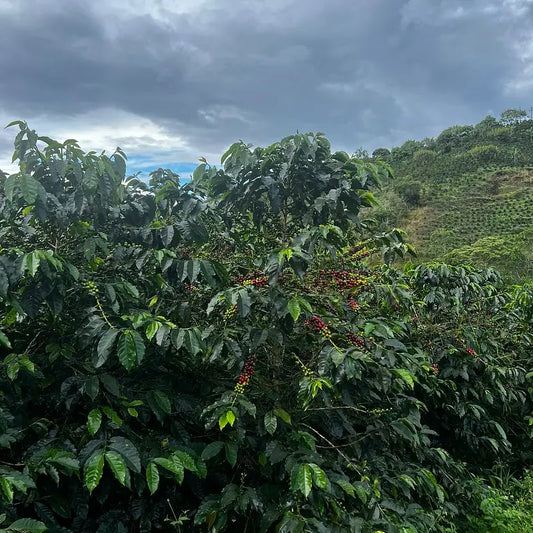 Colombia - Finca Santa Lucia