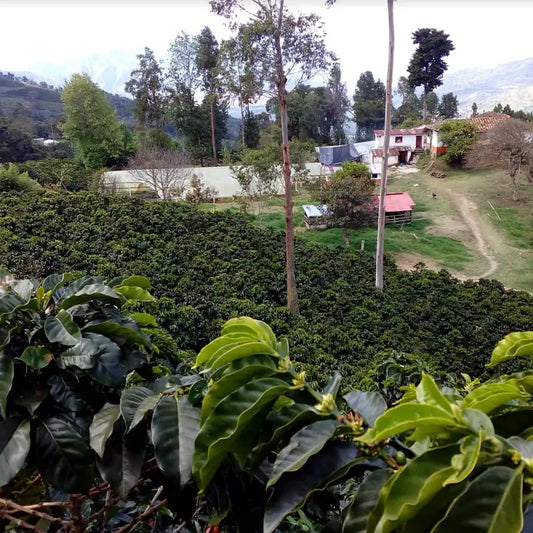 Colombia - Huila Blend