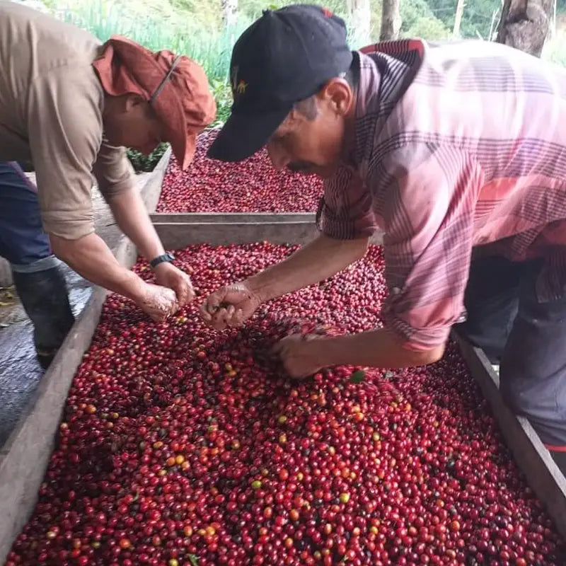 Colombia - Huila Blend