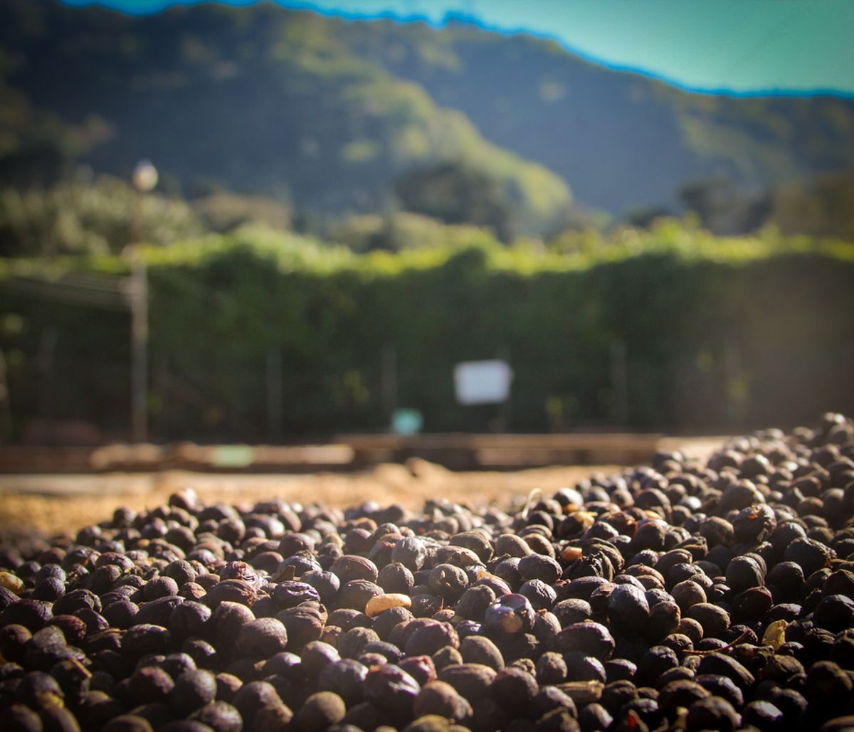 El Salvador - Siberia Red Bourbon