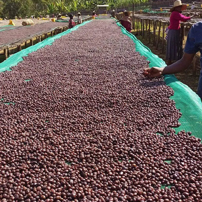 Etiopien - Gedeb Halo Beriti