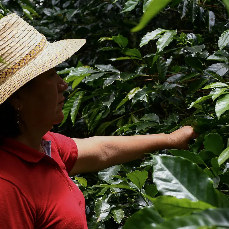Colombia - Finca Santa Lucia