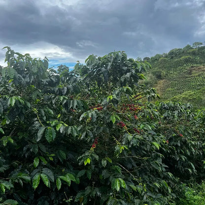 Colombia - Finca Santa Lucia