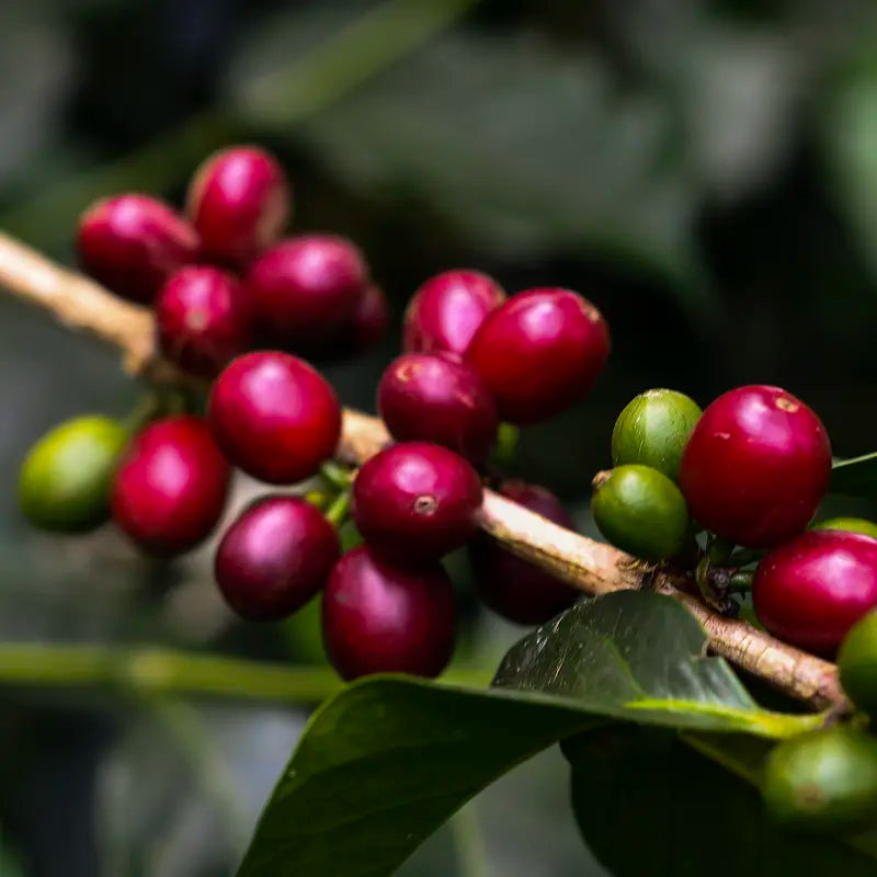 Colombia - Finca Santa Lucia