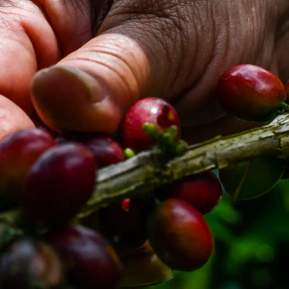 Colombia - Finca Santa Lucia