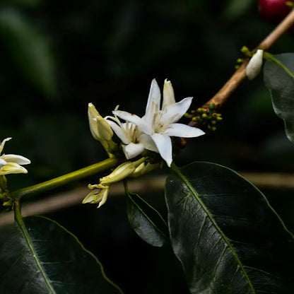 Colombia - Finca Santa Lucia