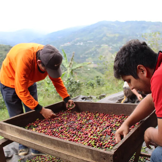 Peru Sequiapampa Lonya Grande